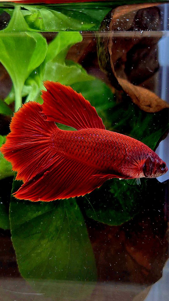 FEMALE XL HALFMOON SUPER RED BETTA FISH