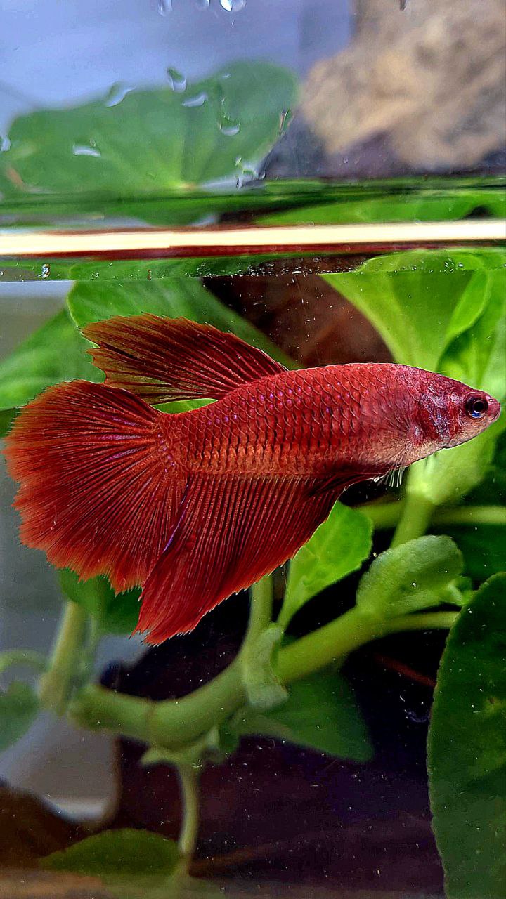 FEMALE XL HALFMOON SUPER RED BETTA FISH