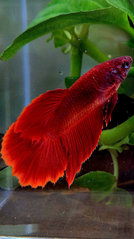 FEMALE XL HALFMOON SUPER RED BETTA FISH