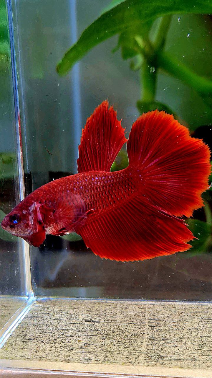 FEMALE XL HALFMOON SUPER RED BETTA FISH