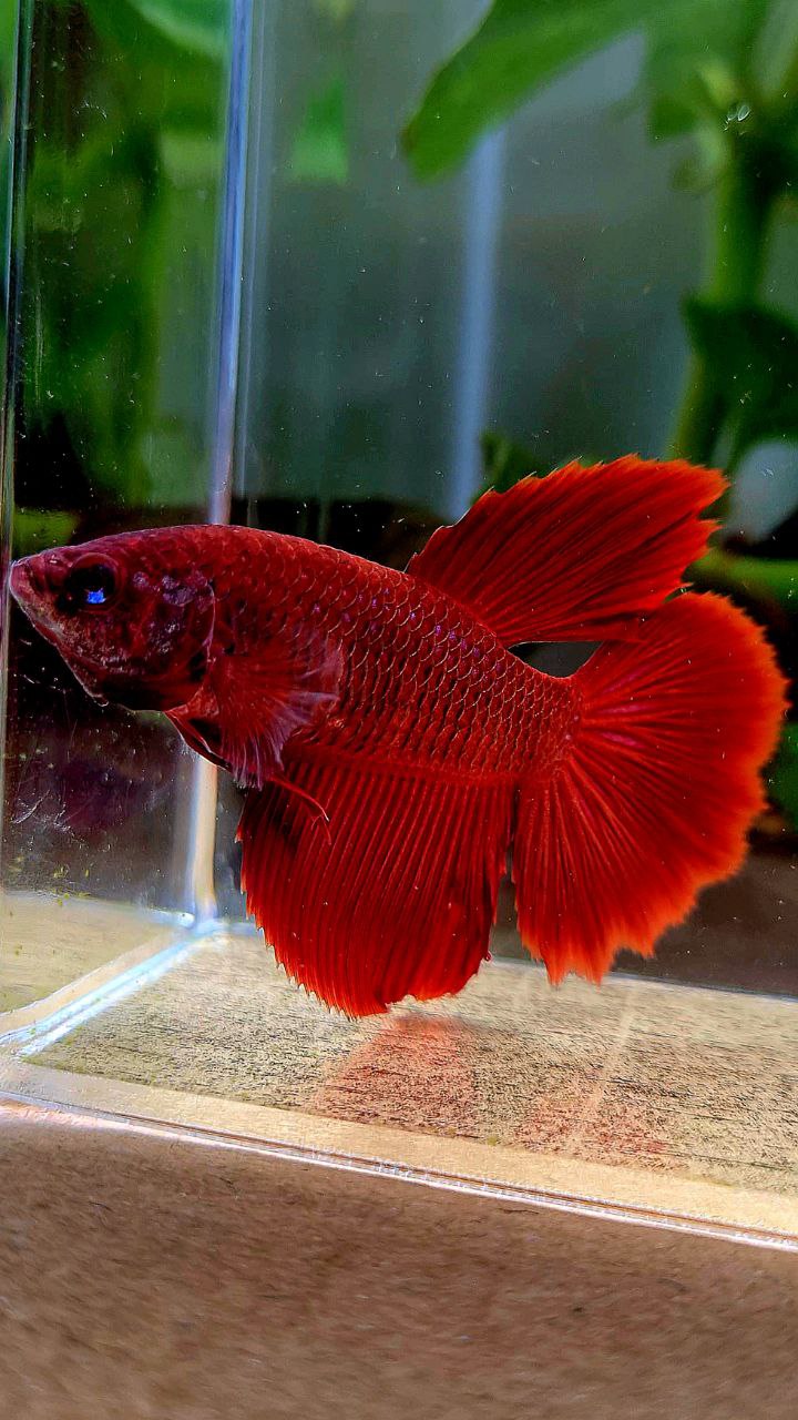 FEMALE XL HALFMOON SUPER RED BETTA FISH
