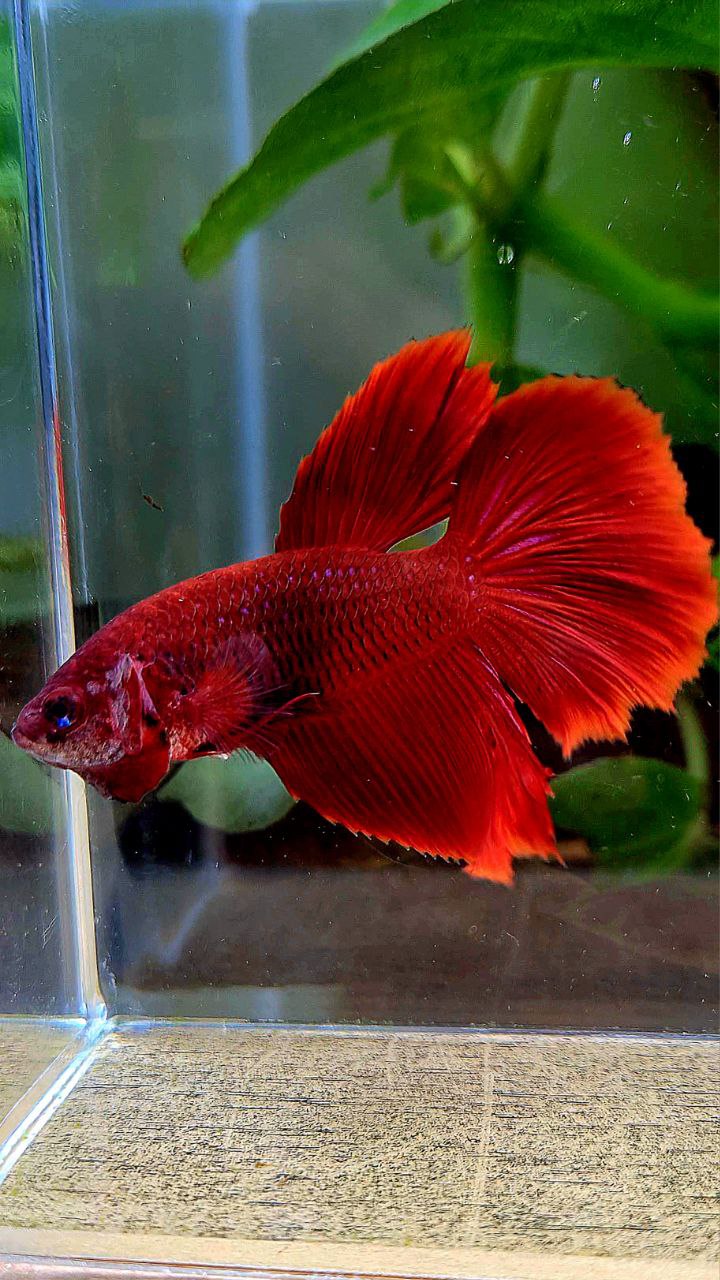 FEMALE XL HALFMOON SUPER RED BETTA FISH
