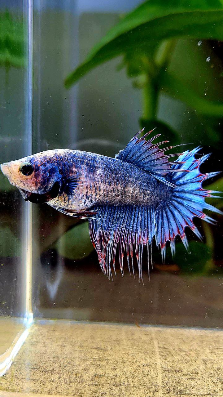 FEMALE CROWNTAIL BLUE MASCOT BETTA FISH