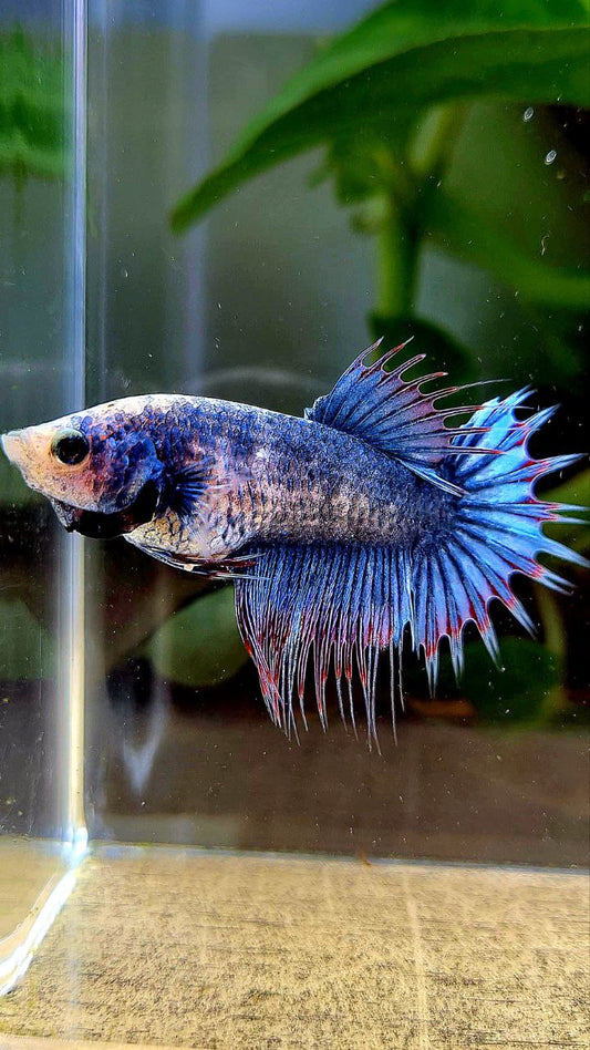 FEMALE CROWNTAIL BLUE MASCOT BETTA FISH