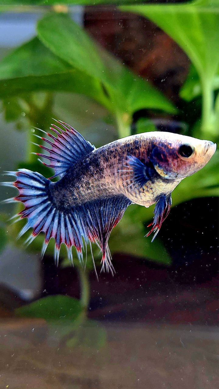 FEMALE CROWNTAIL BLUE MASCOT BETTA FISH
