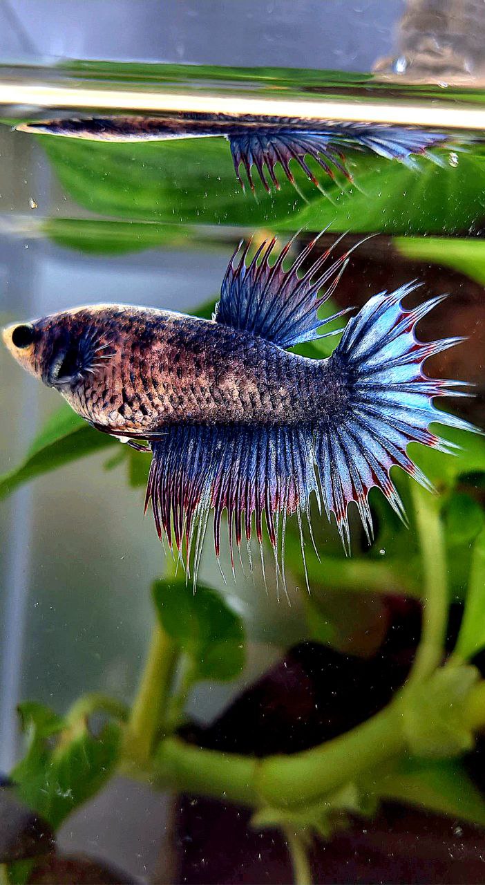 FEMALE CROWNTAIL BLUE MASCOT BETTA FISH