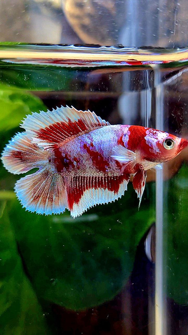 FEMALE HALFMOON DOUBLE TAIL BARONGSAI RED WHITE GALAXY MULTICOLOR BETTA FISH