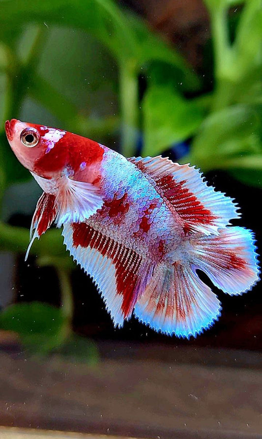 FEMALE HALFMOON DOUBLE TAIL BARONGSAI RED WHITE GALAXY MULTICOLOR BETTA FISH