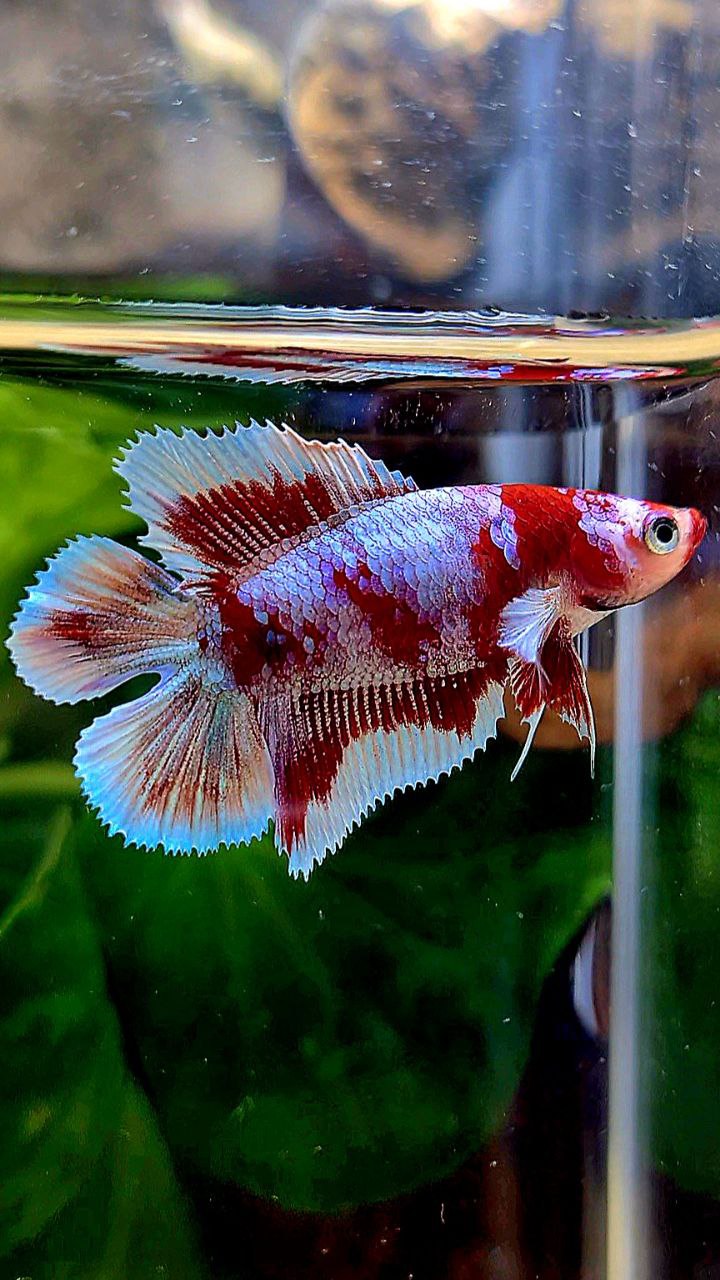 FEMALE HALFMOON DOUBLE TAIL BARONGSAI RED WHITE GALAXY MULTICOLOR BETTA FISH