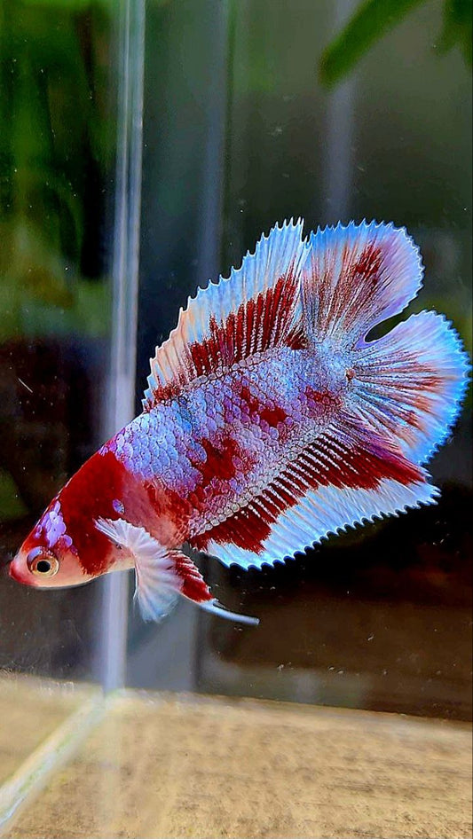 FEMALE HALFMOON DOUBLE TAIL BARONGSAI RED WHITE GALAXY MULTICOLOR BETTA FISH