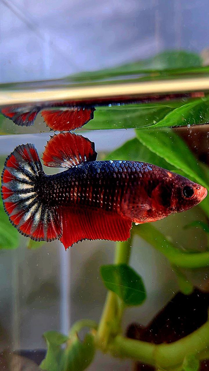 FEMALE PLAKAT COPPER ARMY FANCY BETTA FISH