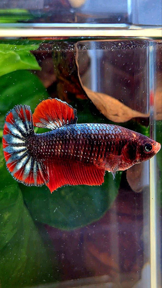FEMALE PLAKAT COPPER ARMY FANCY BETTA FISH