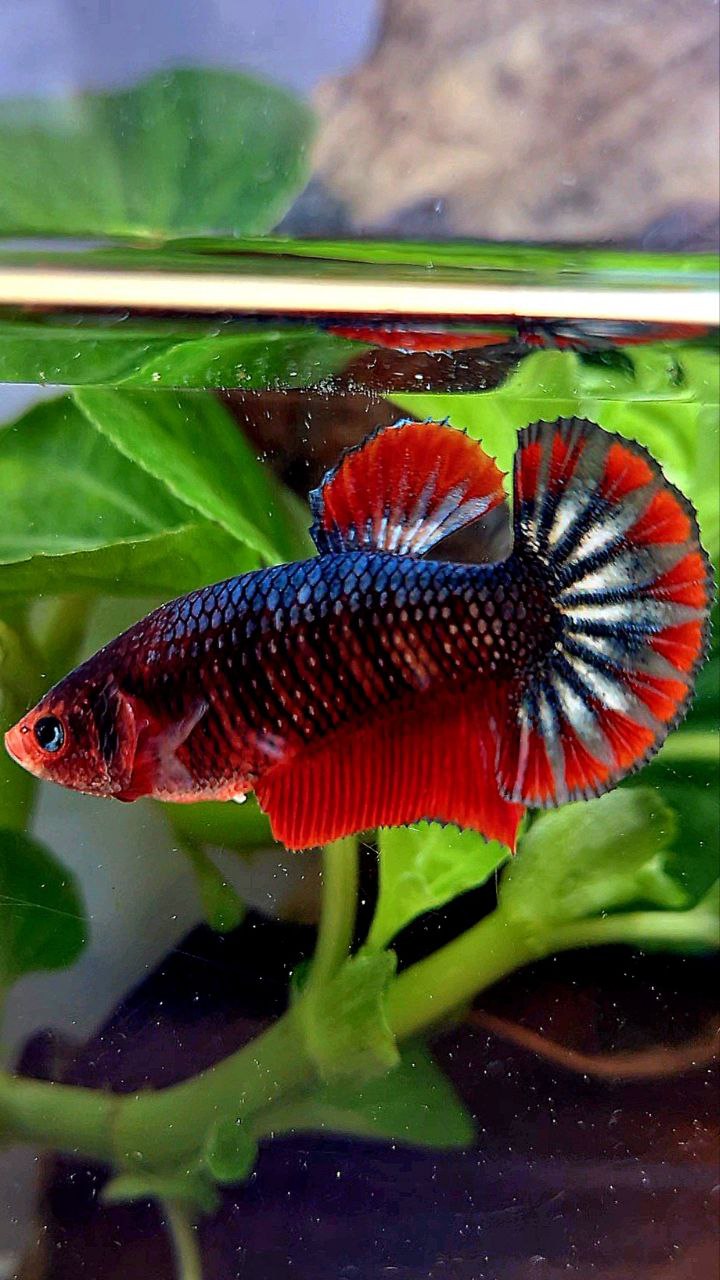 FEMALE PLAKAT COPPER ARMY FANCY BETTA FISH