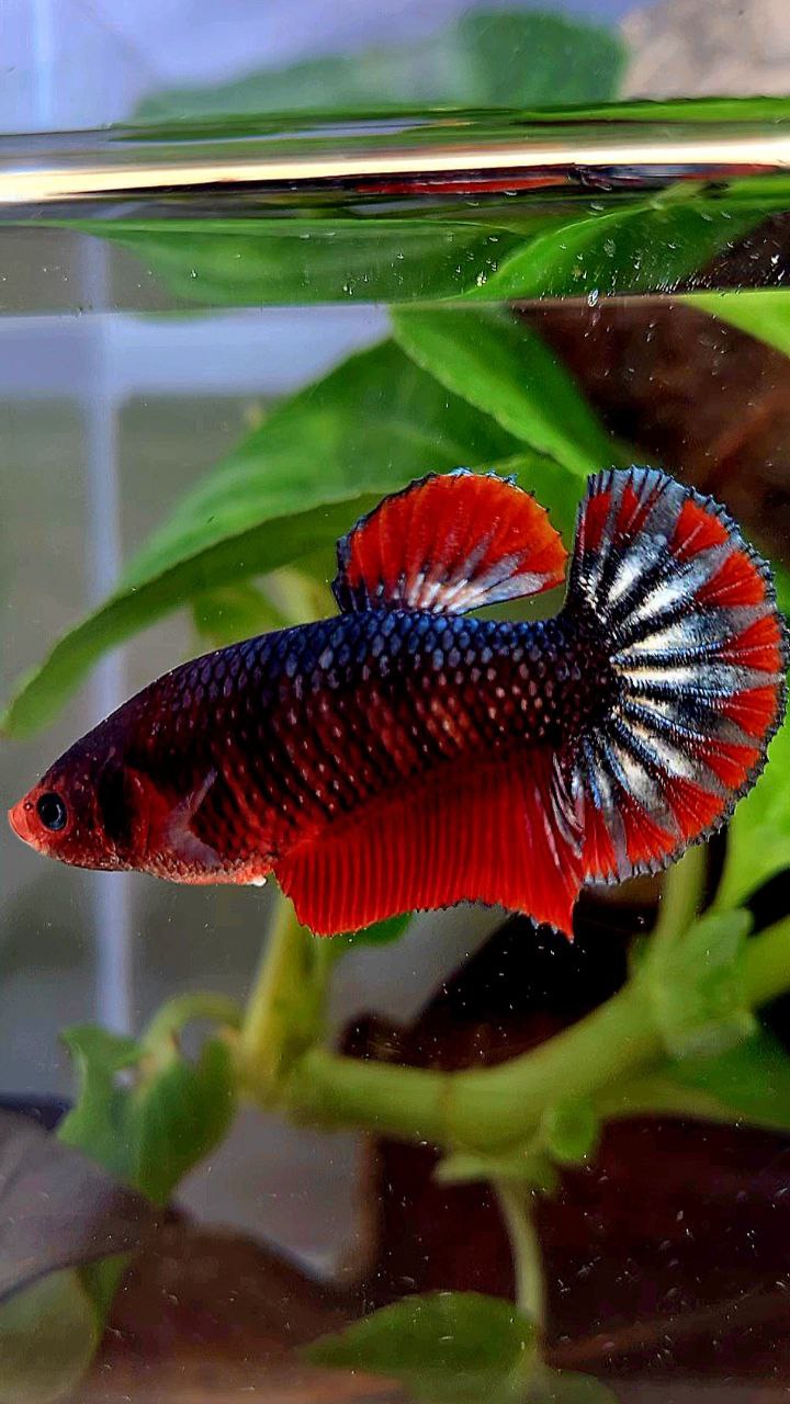 FEMALE PLAKAT COPPER ARMY FANCY BETTA FISH