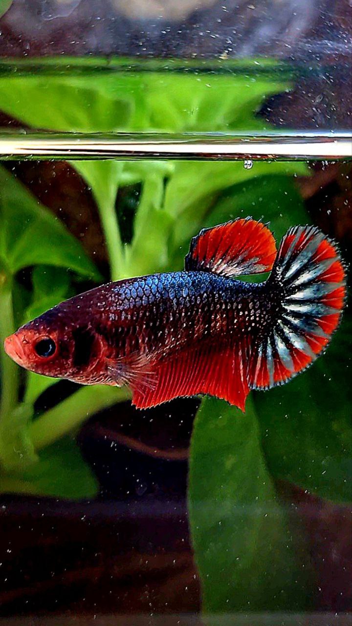FEMALE PLAKAT COPPER ARMY FANCY BETTA FISH