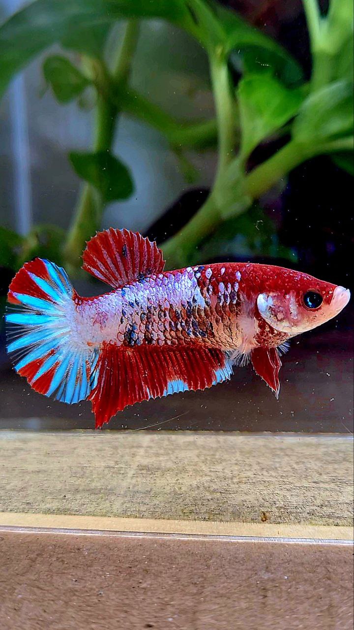 FEMALE PLAKAT RED FANCY STARTAIL MULTICOLOR BETTA FISH