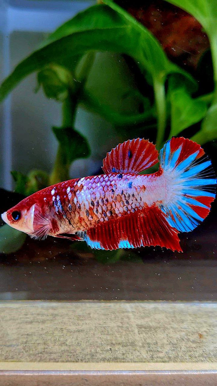 FEMALE PLAKAT RED FANCY STARTAIL MULTICOLOR BETTA FISH