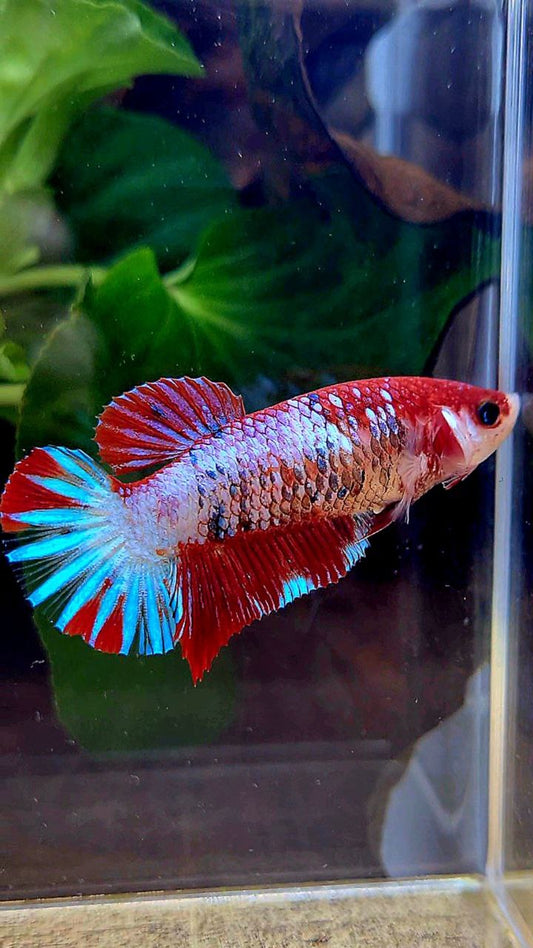 FEMALE PLAKAT RED FANCY STARTAIL MULTICOLOR BETTA FISH