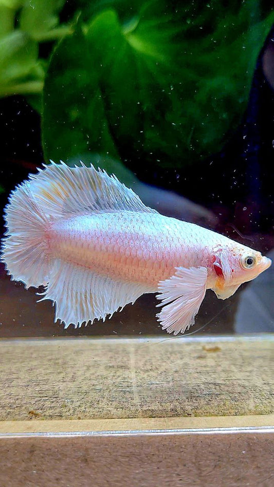 FEMALE HALFMOON DOUBLE TAIL DUMBO EAR WHITE PLATINUM YELLOW WASH BETTA FISH