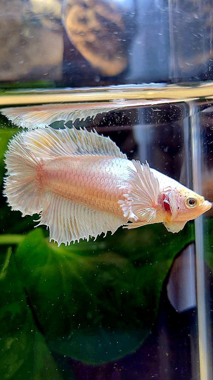 FEMALE HALFMOON DOUBLE TAIL DUMBO EAR WHITE PLATINUM YELLOW WASH BETTA FISH