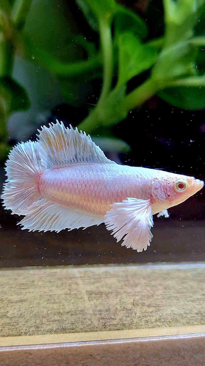 FEMALE HALFMOON DOUBLE TAIL DUMBO EAR WHITE PLATINUM YELLOW WASH BETTA FISH