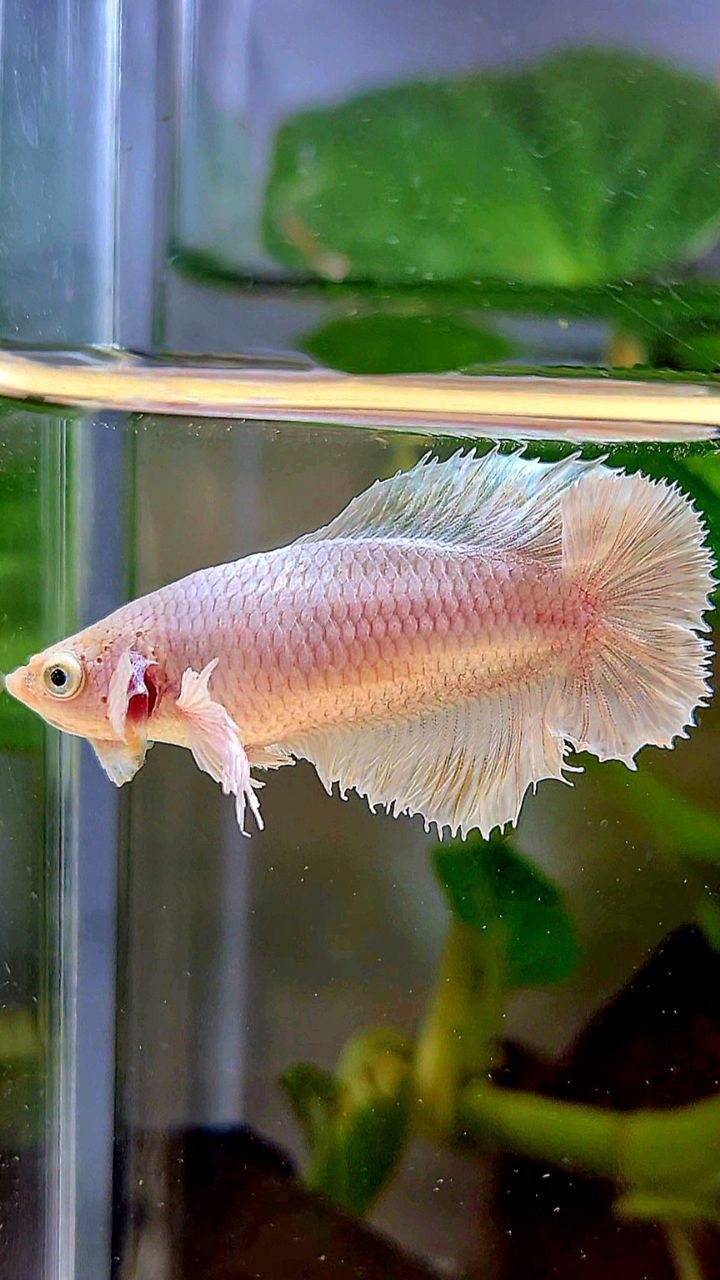 FEMALE HALFMOON DOUBLE TAIL DUMBO EAR WHITE PLATINUM YELLOW WASH BETTA FISH