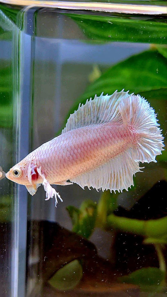 FEMALE HALFMOON DOUBLE TAIL DUMBO EAR WHITE PLATINUM YELLOW WASH BETTA FISH