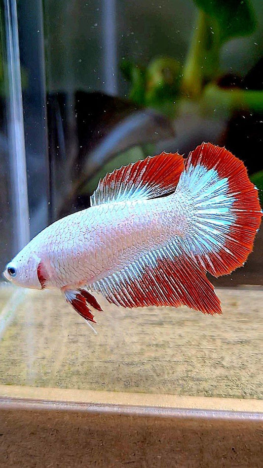 LUXURY FEMALE HALFMOON RED DRAGON SNOW PATTERN BETTA FISH