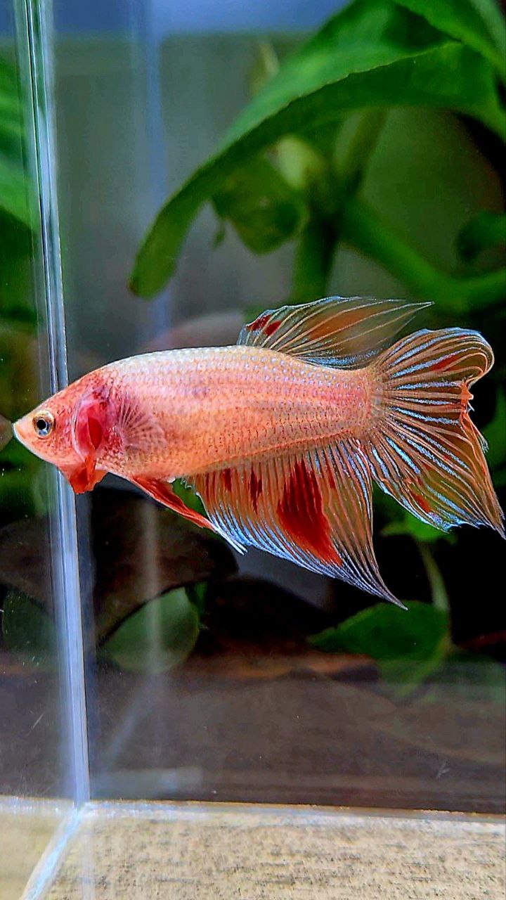 FEMALE VEILTAIL ARMAGEDDON ORANGE BETTA FISH