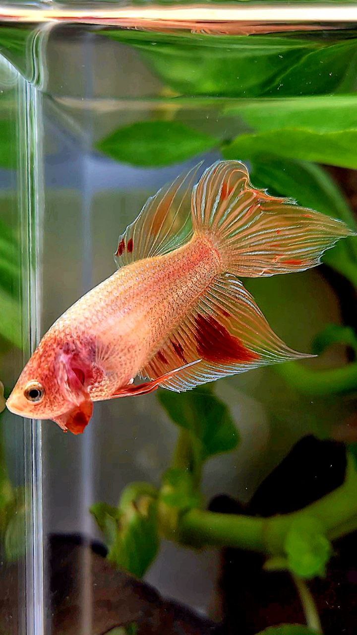 FEMALE VEILTAIL ARMAGEDDON ORANGE BETTA FISH