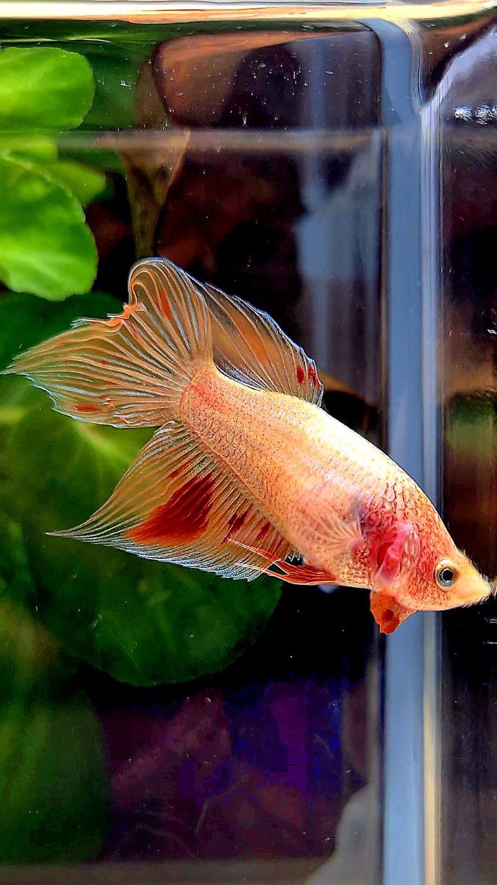 FEMALE VEILTAIL ARMAGEDDON ORANGE BETTA FISH