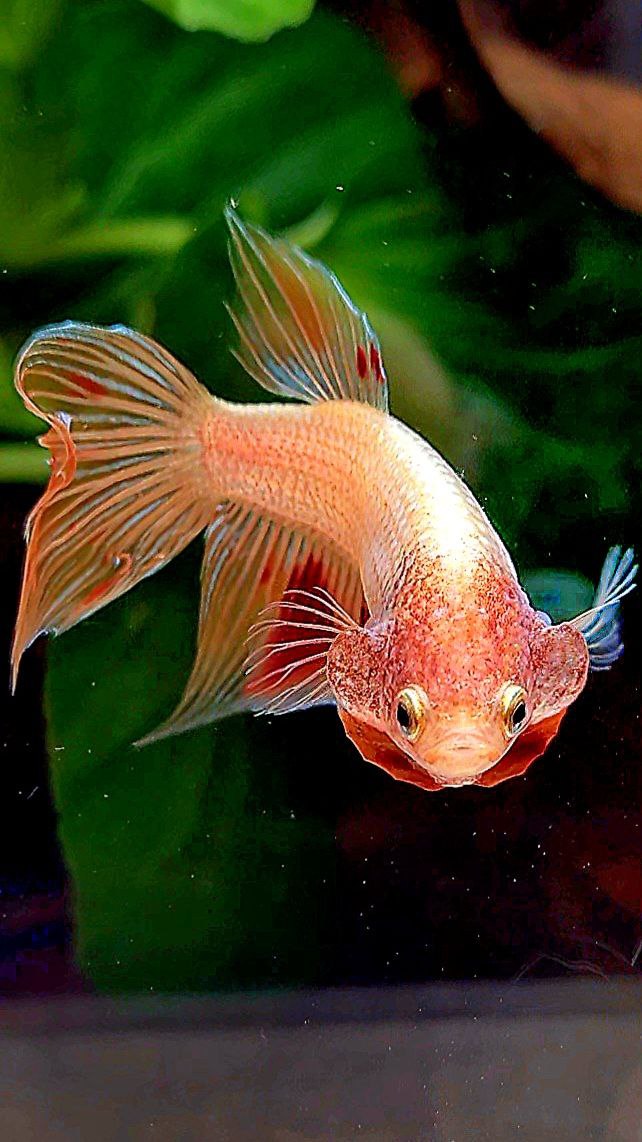 FEMALE VEILTAIL ARMAGEDDON ORANGE BETTA FISH