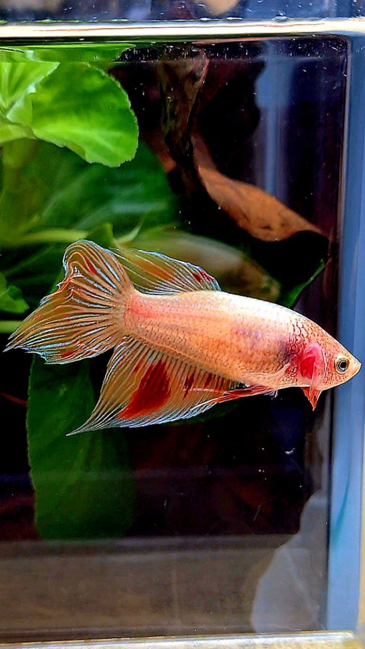 FEMALE VEILTAIL ARMAGEDDON ORANGE BETTA FISH