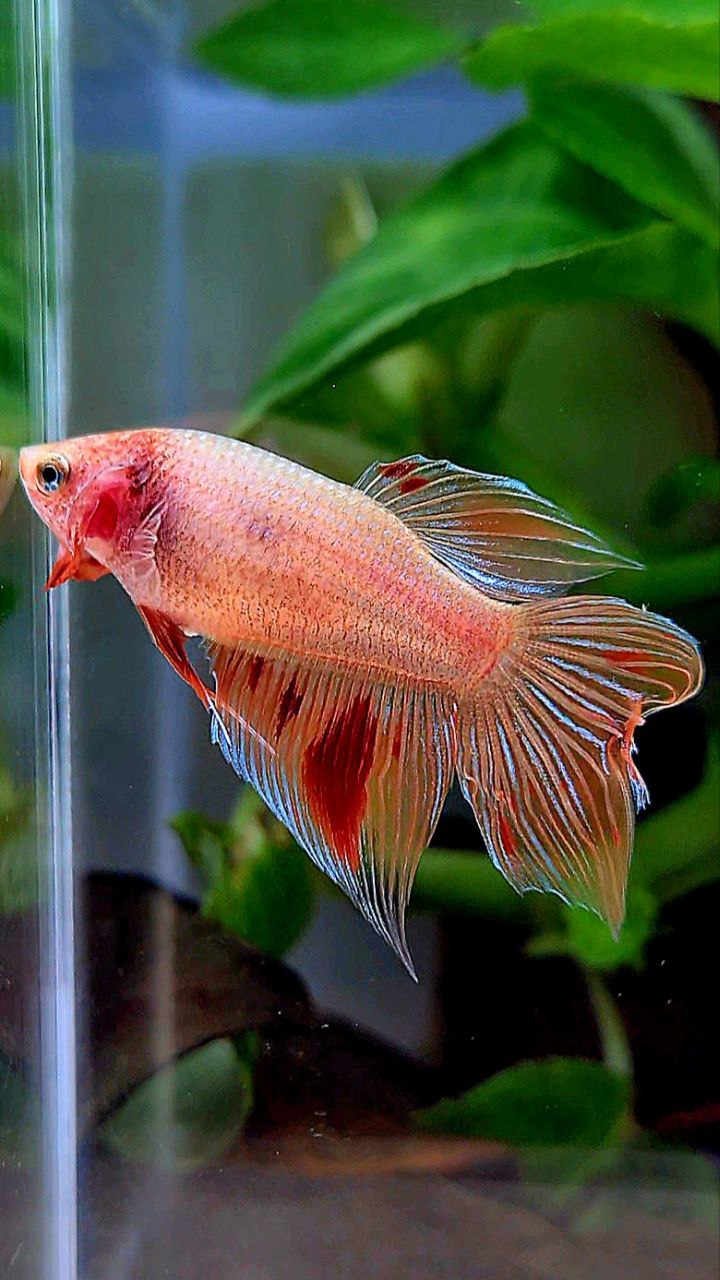 FEMALE VEILTAIL ARMAGEDDON ORANGE BETTA FISH