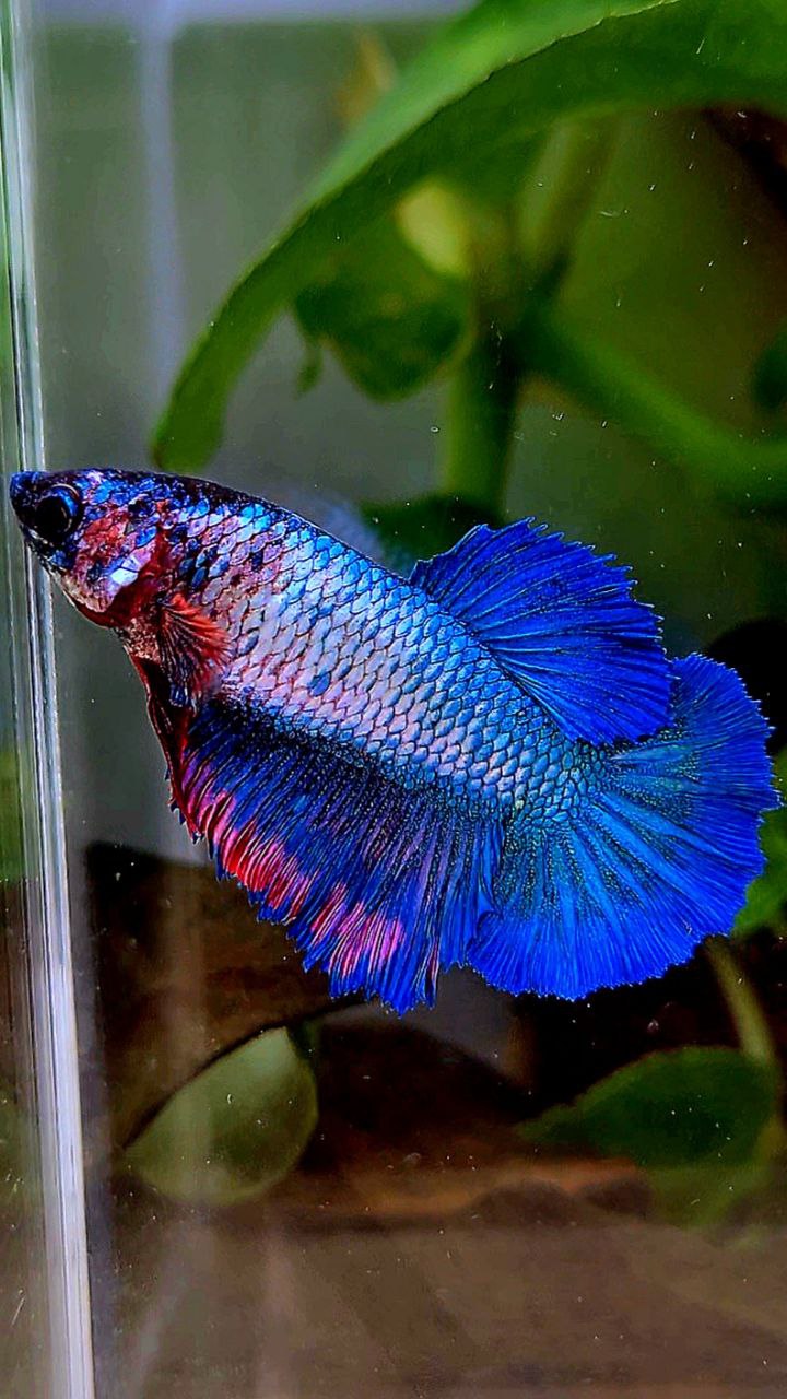 FEMALE KING ROSETAIL BLUE FANCY CANDY BETTA FISH