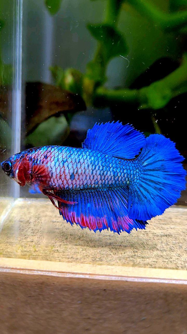 FEMALE KING ROSETAIL BLUE FANCY CANDY BETTA FISH