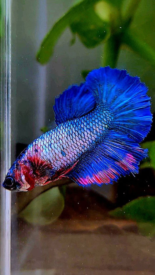 FEMALE KING ROSETAIL BLUE FANCY CANDY BETTA FISH