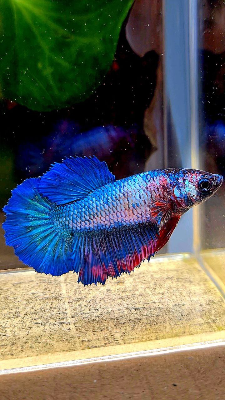 FEMALE KING ROSETAIL BLUE FANCY CANDY BETTA FISH