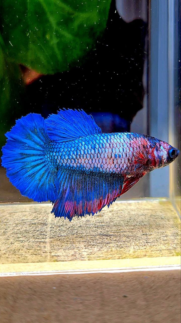 FEMALE KING ROSETAIL BLUE FANCY CANDY BETTA FISH