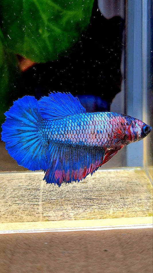 FEMALE KING ROSETAIL BLUE FANCY CANDY BETTA FISH