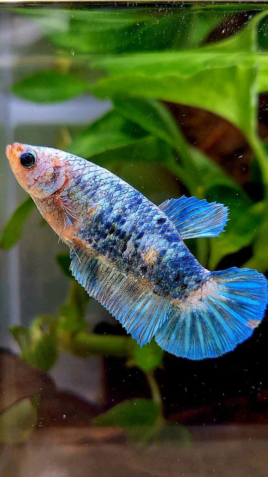 FEMALE XL PLAKAT WHITE BLUE FANCY MARBLE BETTA FISH