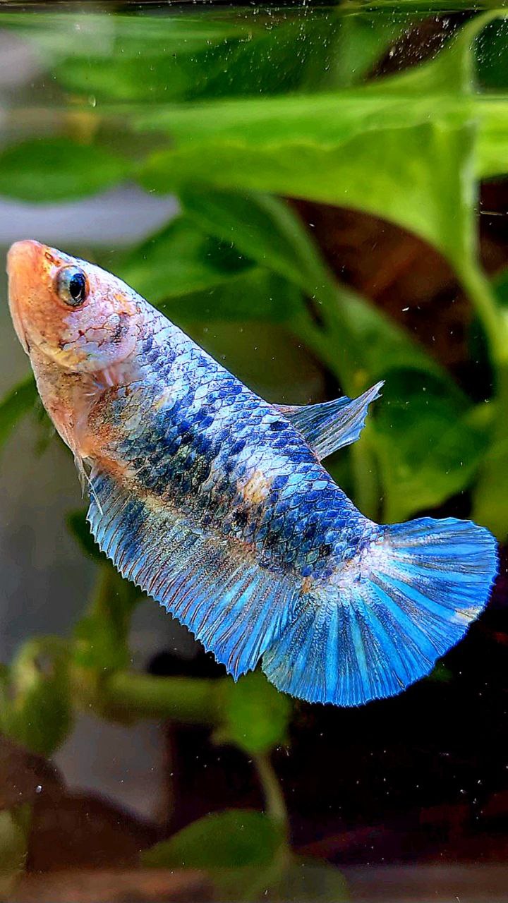 FEMALE XL PLAKAT WHITE BLUE FANCY MARBLE BETTA FISH