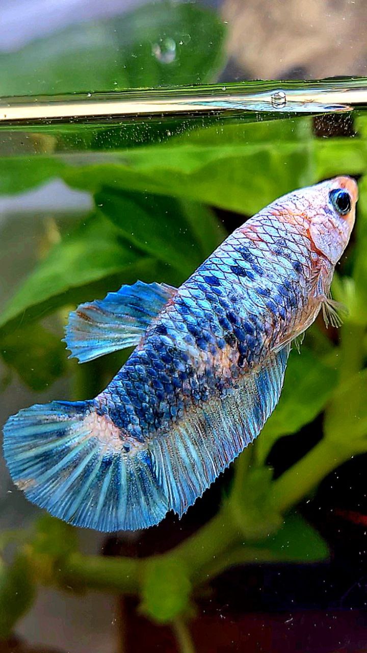 FEMALE XL PLAKAT WHITE BLUE FANCY MARBLE BETTA FISH