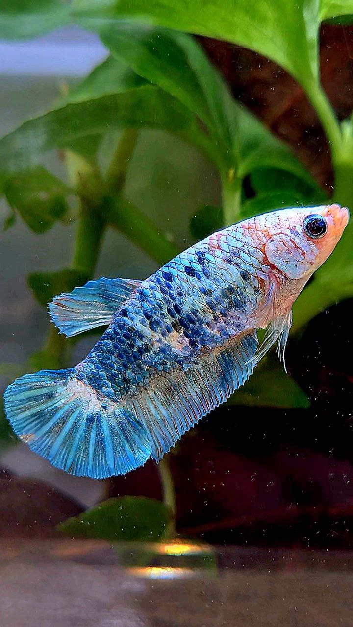 FEMALE XL PLAKAT WHITE BLUE FANCY MARBLE BETTA FISH