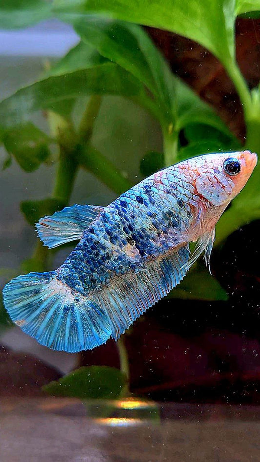 FEMALE XL PLAKAT WHITE BLUE FANCY MARBLE BETTA FISH