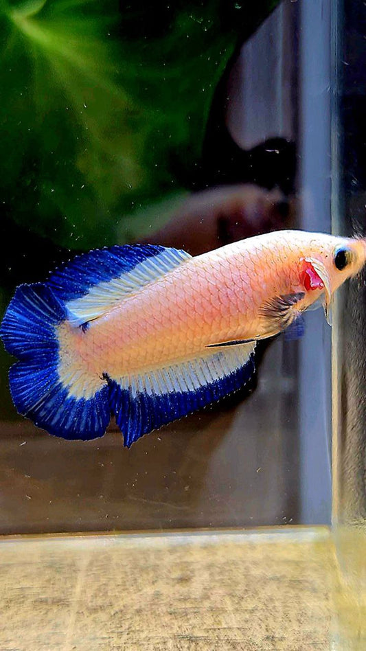 FEMALE PLAKAT DOUBLE TAIL BLUE RIM BUTTERFLY BETTA FISH