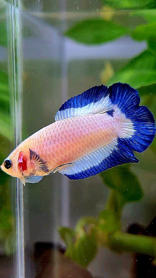 FEMALE PLAKAT DOUBLE TAIL BLUE RIM BUTTERFLY BETTA FISH