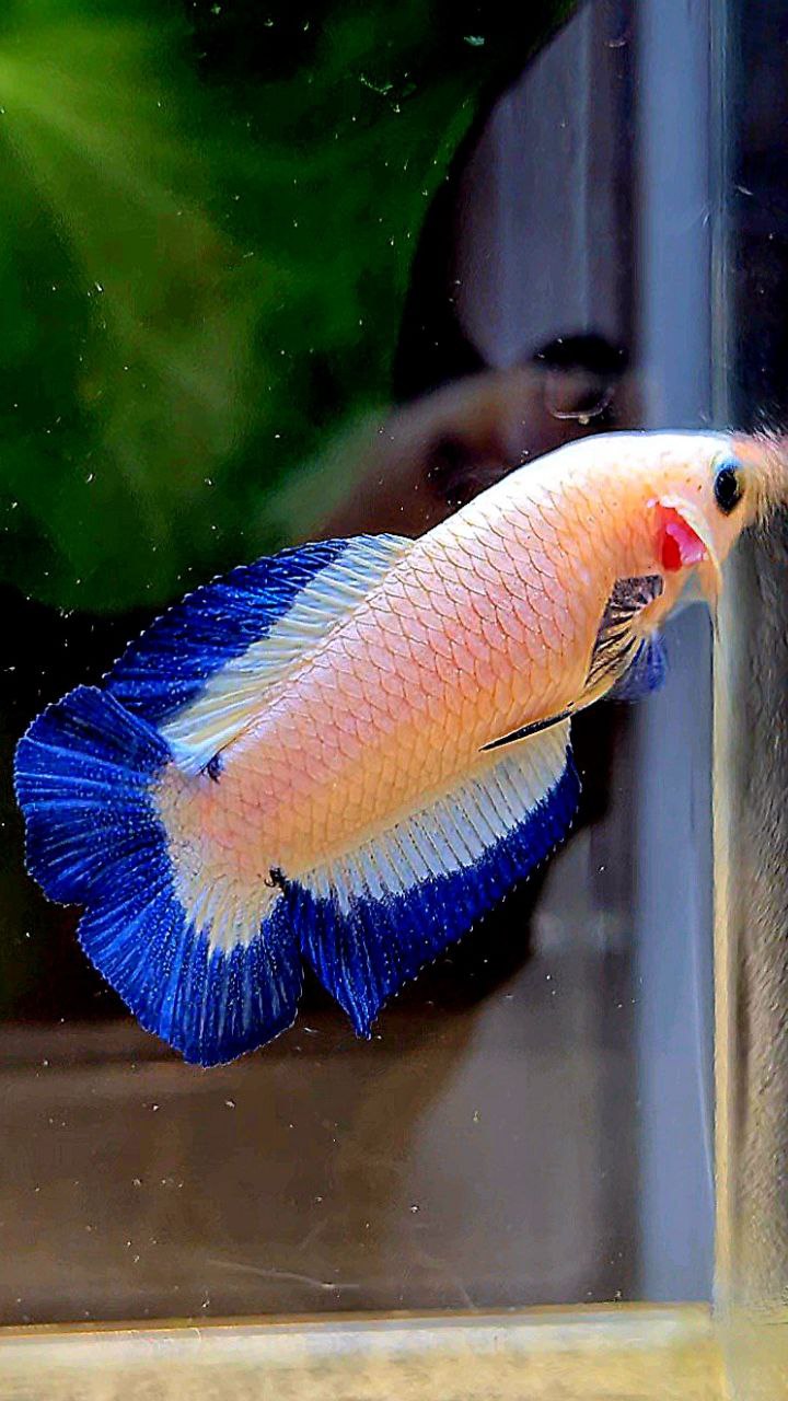 FEMALE PLAKAT DOUBLE TAIL BLUE RIM BUTTERFLY BETTA FISH