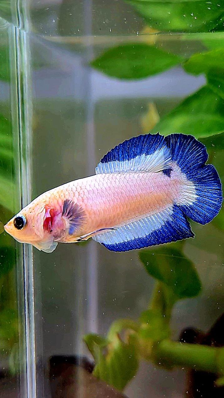 FEMALE PLAKAT DOUBLE TAIL BLUE RIM BUTTERFLY BETTA FISH
