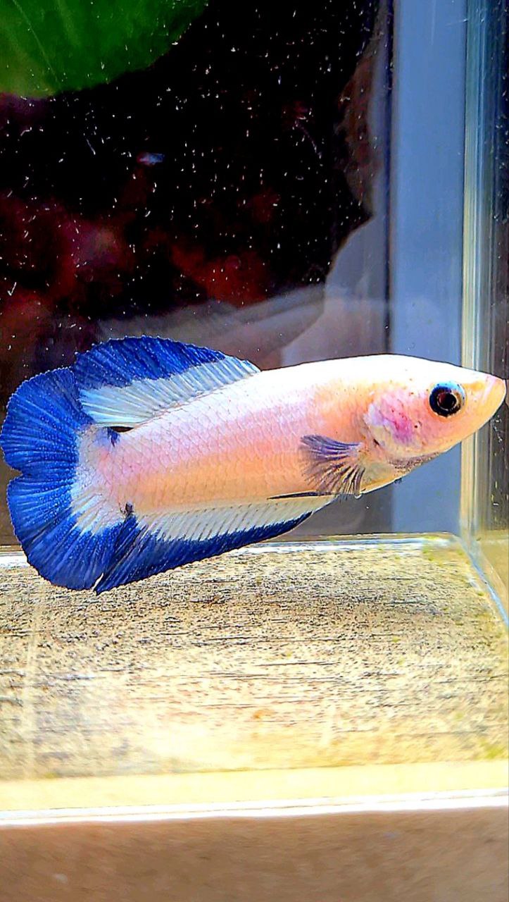 FEMALE PLAKAT DOUBLE TAIL BLUE RIM BUTTERFLY BETTA FISH